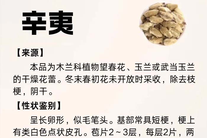 每周一藥 | 解表藥 | 辛夷